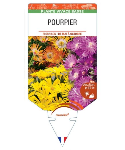 DELOSPERMA (varié) voir Pourpier