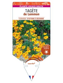TAGÈTE de Lemmon