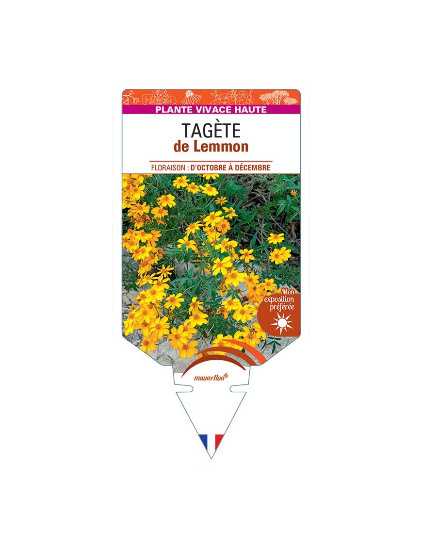 TAGÈTE de Lemmon