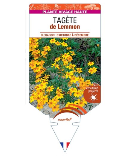 TAGÈTE de Lemmon