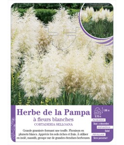 CORTADERIA SELLOANA voir Herbe de la Pampa à fleurs blanches