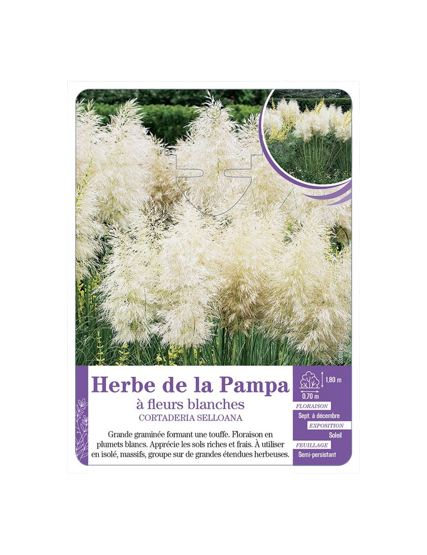 CORTADERIA SELLOANA voir Herbe de la Pampa à fleurs blanches
