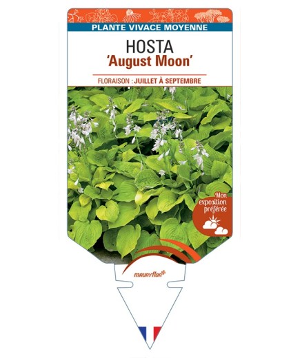 HOSTA August Moon