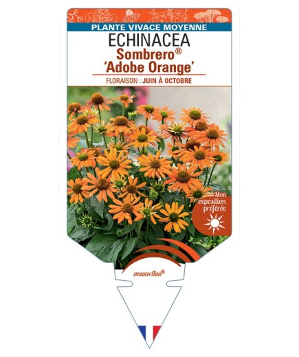 ECHINACEA Sombrero® Adobe Orange