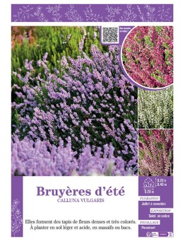 CALLUNA VULGARIS (varié) voir BRUYÈRES D'ÉTÉ