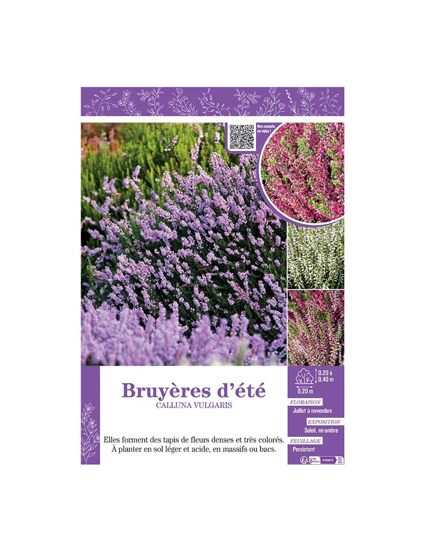 CALLUNA VULGARIS (varié) voir BRUYÈRES D'ÉTÉ
