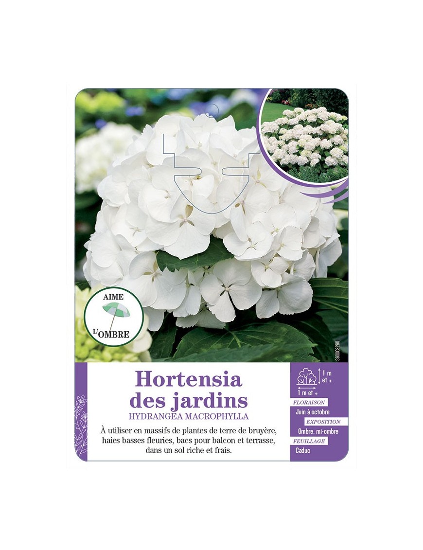 HYDRANGEA MACROPHYLLA voir Hortensia des jardins (blanc)