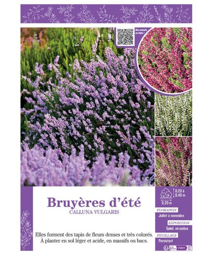 CALLUNA VULGARIS (varié) voir BRUYÈRES D'ÉTÉ