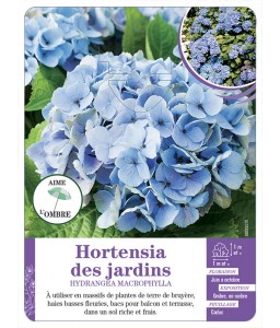 HYDRANGEA MACROPHYLLA voir Hortensia des jardins (bleu)