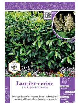 PRUNUS LAUROCERASUS voir LAURIER-CERISE