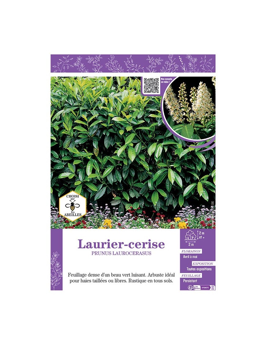 PRUNUS LAUROCERASUS voir LAURIER-CERISE