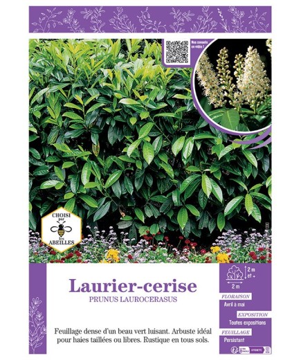 PRUNUS LAUROCERASUS voir LAURIER-CERISE