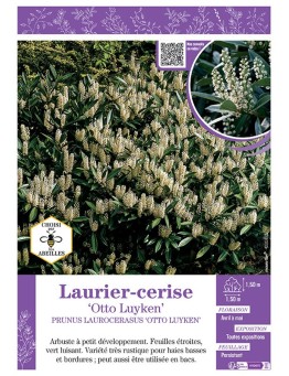 PRUNUS LAUROCERASUS OTTO LUYKEN voir LAURIER-CERISE