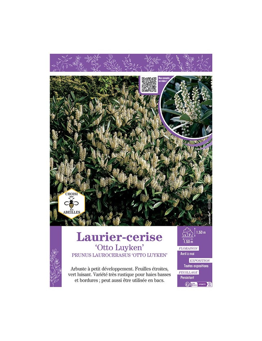 PRUNUS LAUROCERASUS OTTO LUYKEN voir LAURIER-CERISE