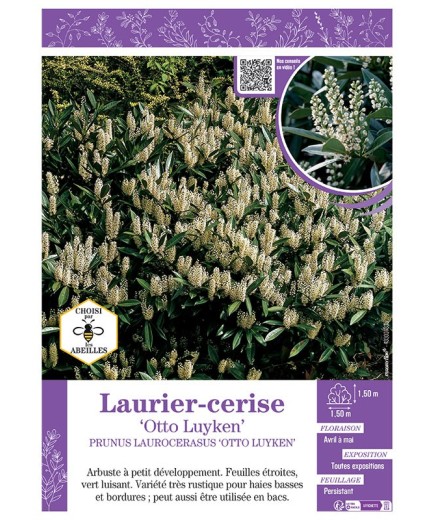 PRUNUS LAUROCERASUS OTTO LUYKEN voir LAURIER-CERISE
