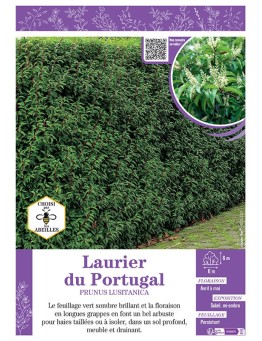 PRUNUS LUSITANICA voir LAURIER DU PORTUGAL