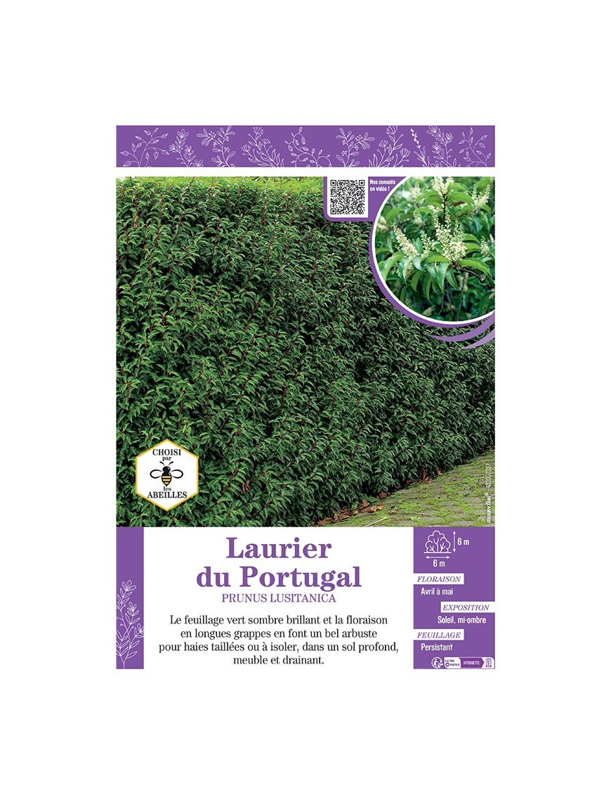 PRUNUS LUSITANICA voir LAURIER DU PORTUGAL