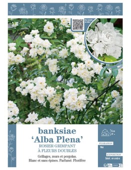 ROSIER GRIMPANT à fleurs doubles BANKSIAE ALBA PLENA