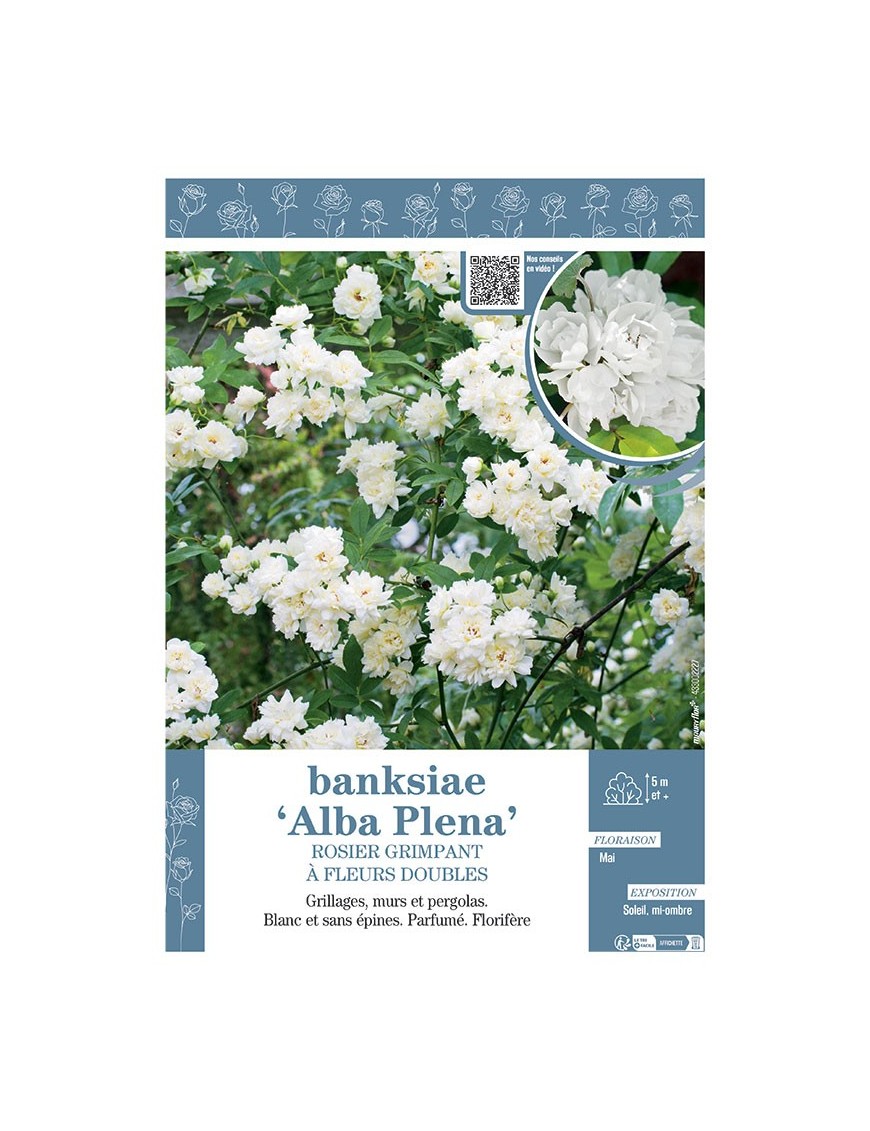 ROSIER GRIMPANT à fleurs doubles BANKSIAE ALBA PLENA