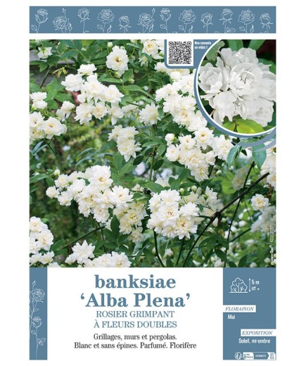 ROSIER GRIMPANT à fleurs doubles BANKSIAE ALBA PLENA