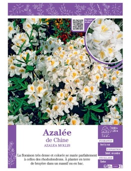 AZALEA MOLLIS voir AZALÉE DE CHINE (blanc)