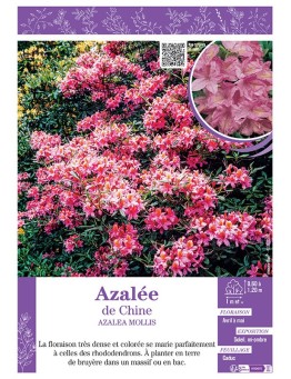 AZALEA MOLLIS voir AZALÉE DE CHINE (rose)