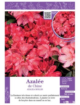 AZALEA MOLLIS voir AZALÉE DE CHINE (rouge)