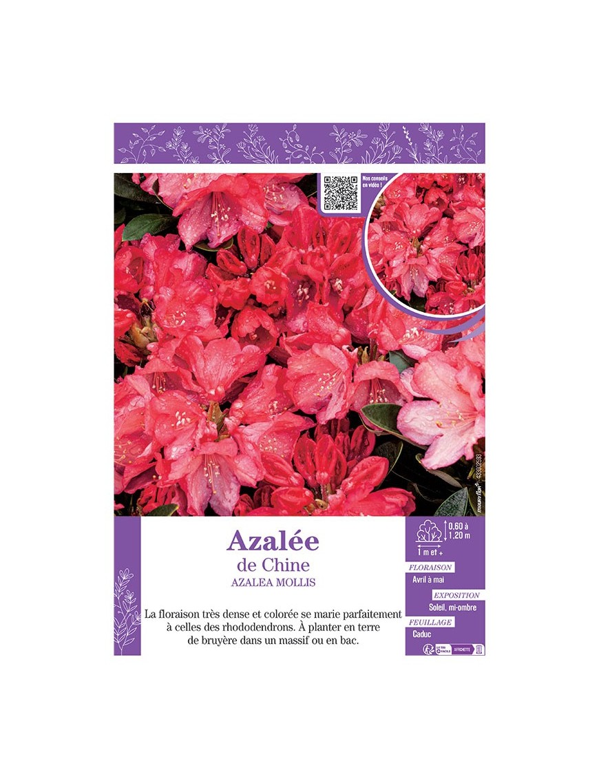 AZALEA MOLLIS voir AZALÉE DE CHINE (rouge)
