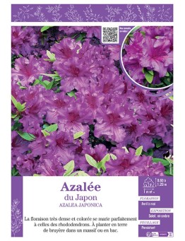 AZALEA MOLLIS voir AZALÉE DE CHINE (mauve)