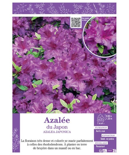 AZALEA MOLLIS voir AZALÉE DE CHINE (mauve)