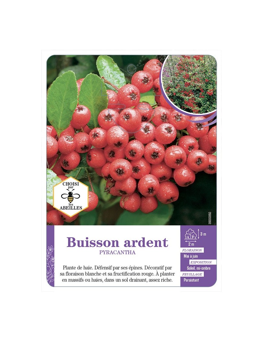 PYRACANTHA (ROUGE)  voir Buisson ardent