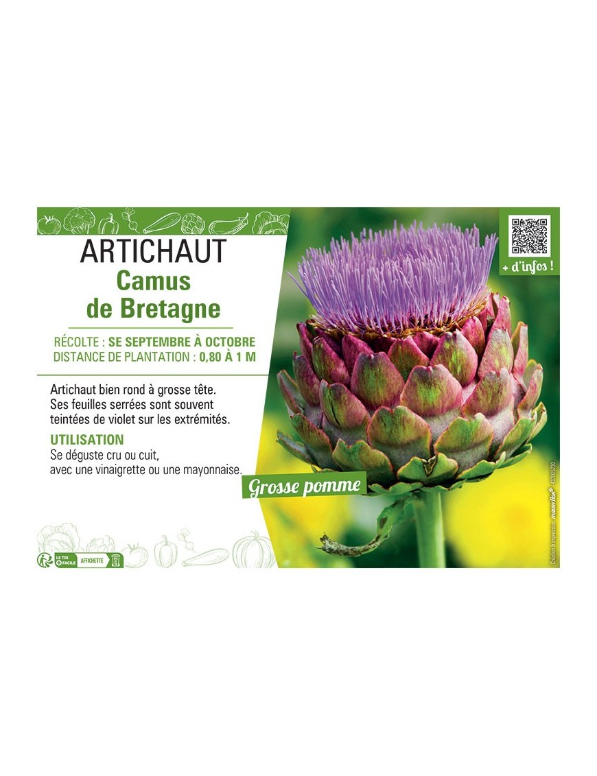ARTICHAUT CAMUS DE BRETAGNE