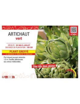 ARTICHAUT VERT F1 Plant greffé