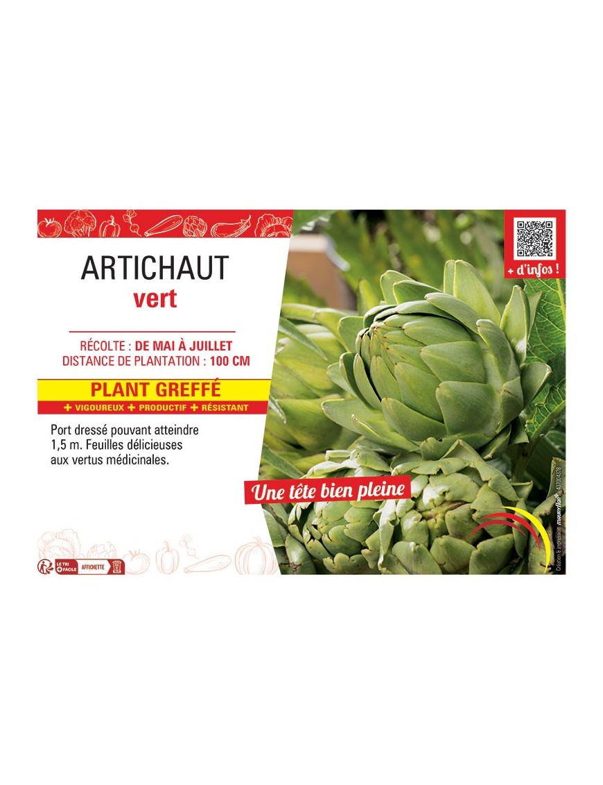 ARTICHAUT VERT F1 Plant greffé