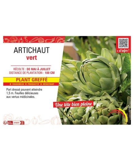 ARTICHAUT VERT F1 Plant greffé