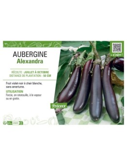 AUBERGINE ALEXANDRA