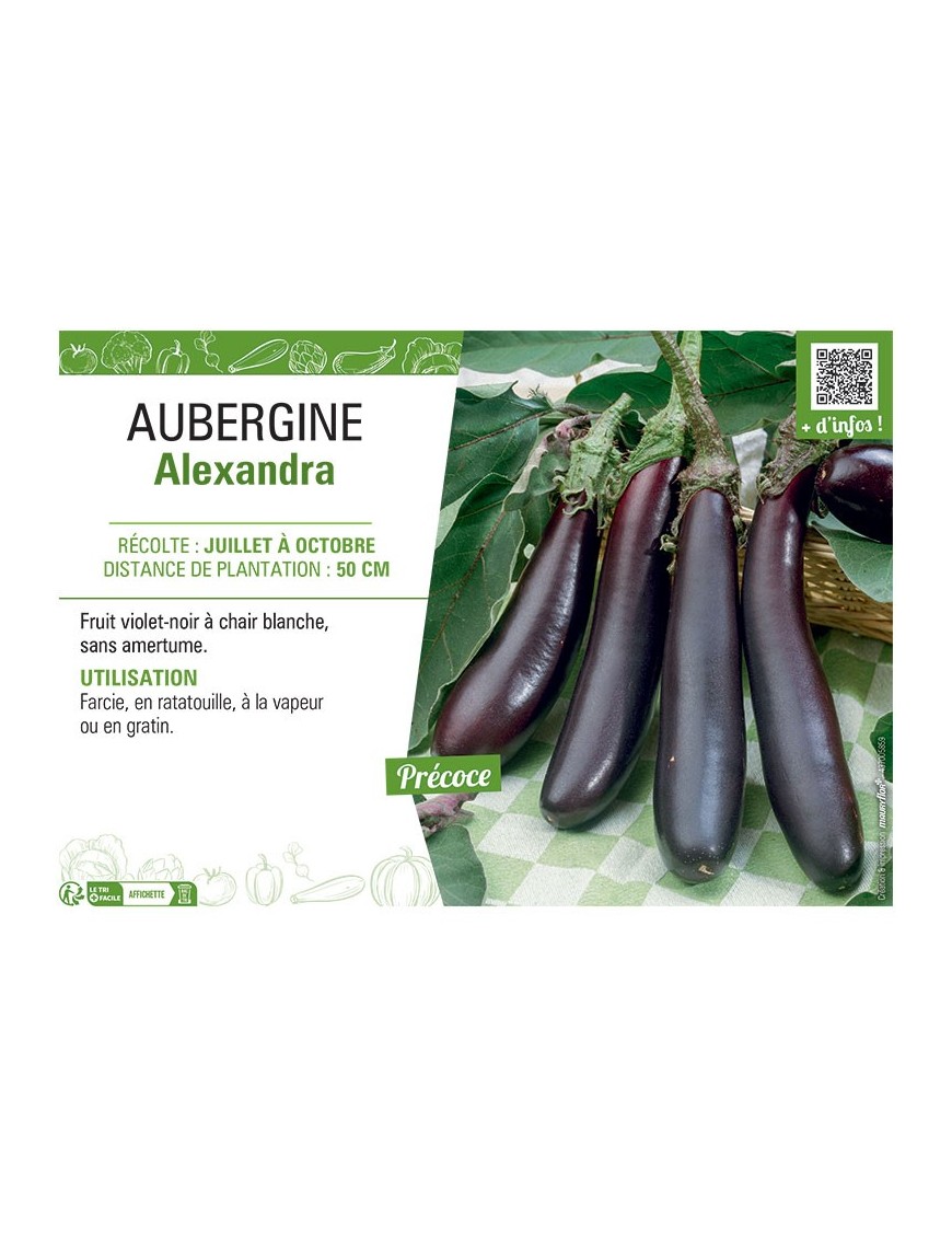 AUBERGINE ALEXANDRA
