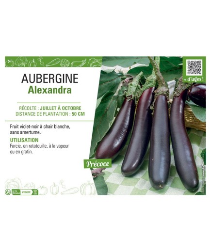 AUBERGINE ALEXANDRA