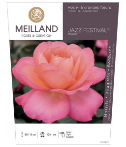 JAZZ FESTIVAL ® Meizizany Rosier à grandes fleurs
