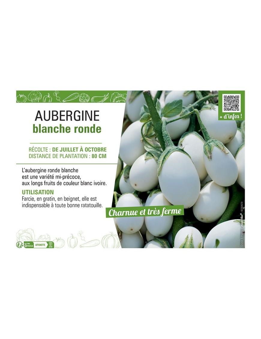 AUBERGINE BLANCHE RONDE