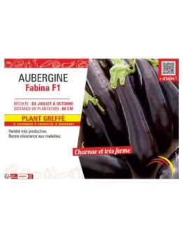 AUBERGINE FABINA F1 Plant greffé