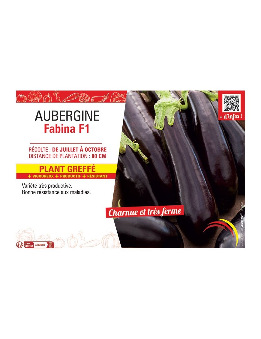 AUBERGINE FABINA F1 Plant greffé