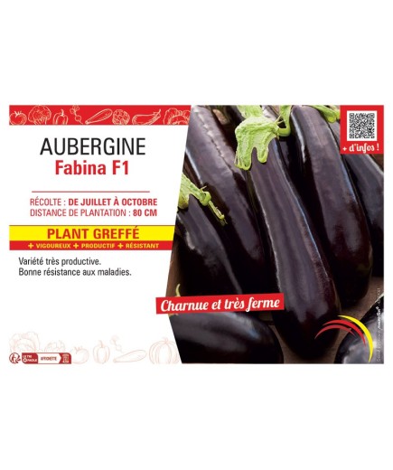 AUBERGINE FABINA F1 Plant greffé