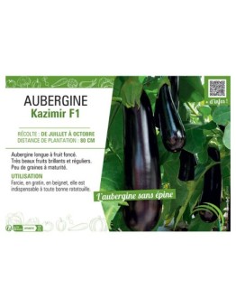 AUBERGINE KAZIMIR F1