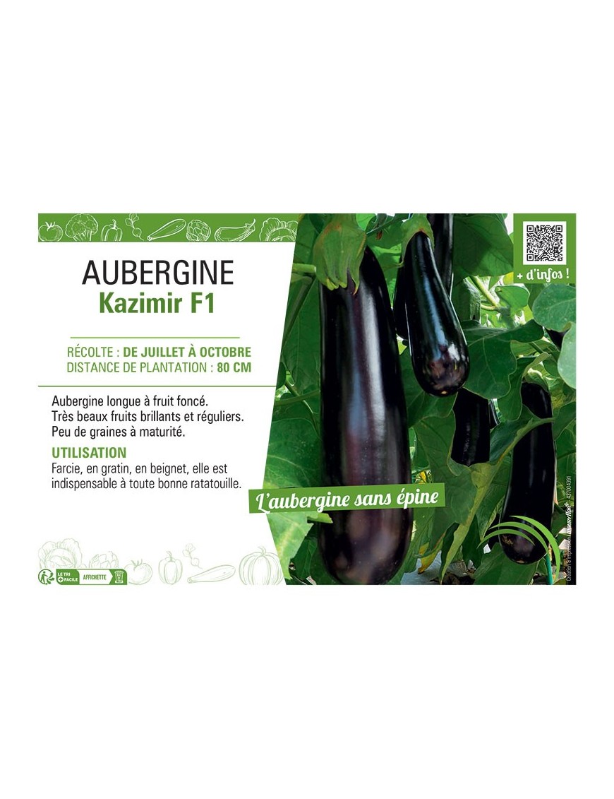 AUBERGINE KAZIMIR F1