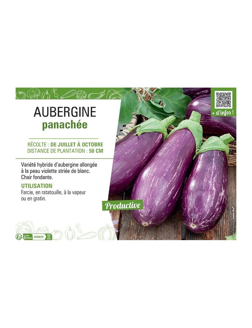 AUBERGINE PANACHEE