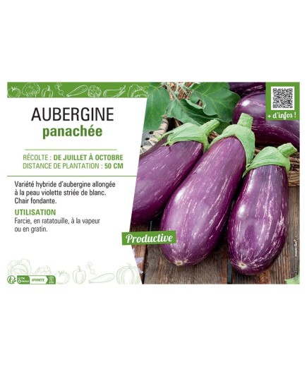 AUBERGINE PANACHEE