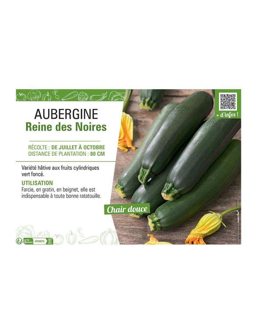 AUBERGINE REINE DES NOIRES