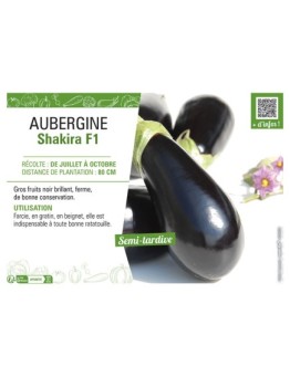 AUBERGINE SHAKIRA F1
