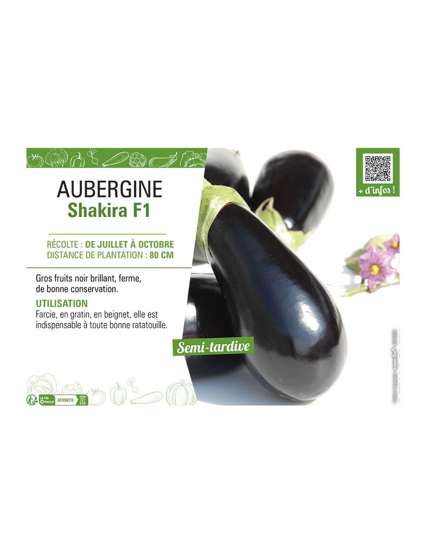 AUBERGINE SHAKIRA F1